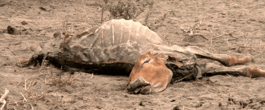 Drought in Kenya