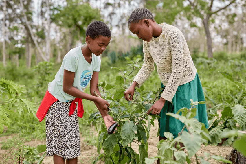 School Gardens